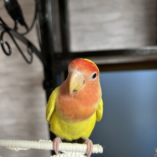 交渉成立※コザクラインコ3歳(メス)むぎ