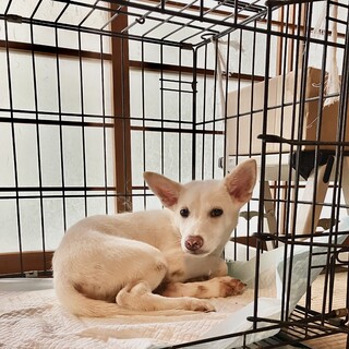 生後約3ヶ月半の子犬里親緊急募集