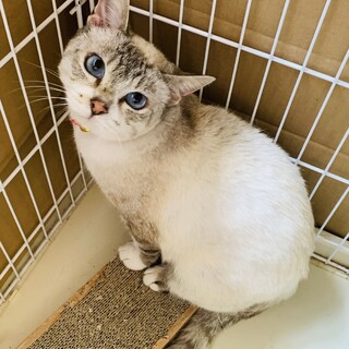 14 メル　メス　シャム風　青い目　一歳　控えめ