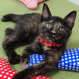 【9/24東銀座】つぐみちゃん4ヵ月♪