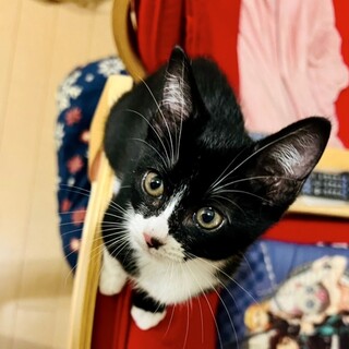 キュートなマスカレード★ヨンちゃん