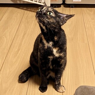 大きな瞳のカンヌちゃん☆3歳くらい