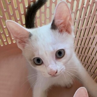 生後３ヶ月マイペースな女の子〈ユキミちゃん（仮）〉