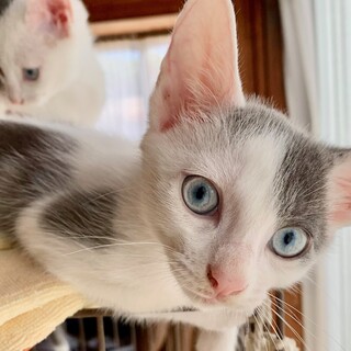 生後３ヶ月　元気な男の子〈フクちゃん（仮）〉