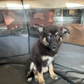 ふわふわの雑種子犬　3ヶ月