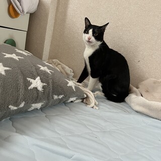 【〆切9/10保健所行き、白黒ハチワレ猫】