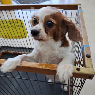 キャバリアの女の子です。