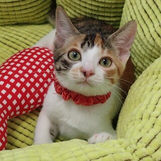 【8/6東銀座】くるみちゃん★2ヵ月半♪