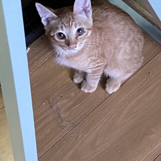 茶トラのメスです