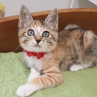 【7/30東銀座】ミモザちゃん★２ヵ月♪