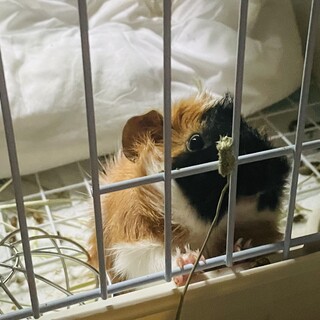 巻き毛モルモット男の子