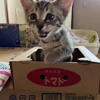 末っ子のM君里親募集中