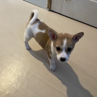 素敵なご縁がありましたなんとも可愛いおチビちゃん