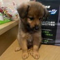 素敵なご縁がありました。よちよち可愛い男の子