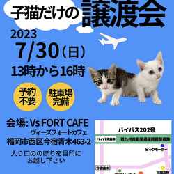 子猫だけの譲渡会