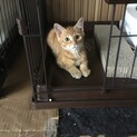 オスの茶トラ仔猫の里親さん募集！