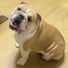 ころまるちゃん