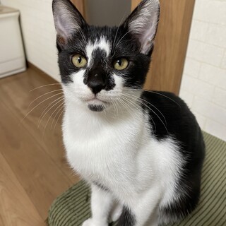 4月8日生まれのオス猫