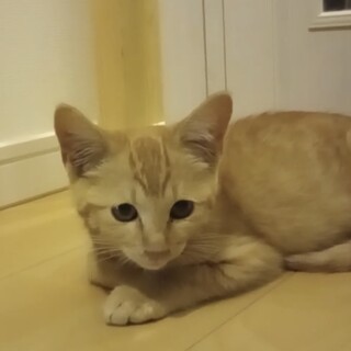 【正式譲渡完了】かわいい小さな茶トラの女の子