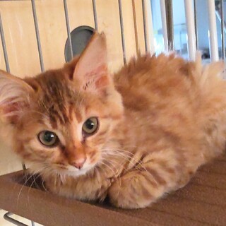 ふわふわ茶トラ女子まりもちゃん