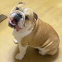 温厚で人懐っこく、笑顔が可愛らしい男の子です