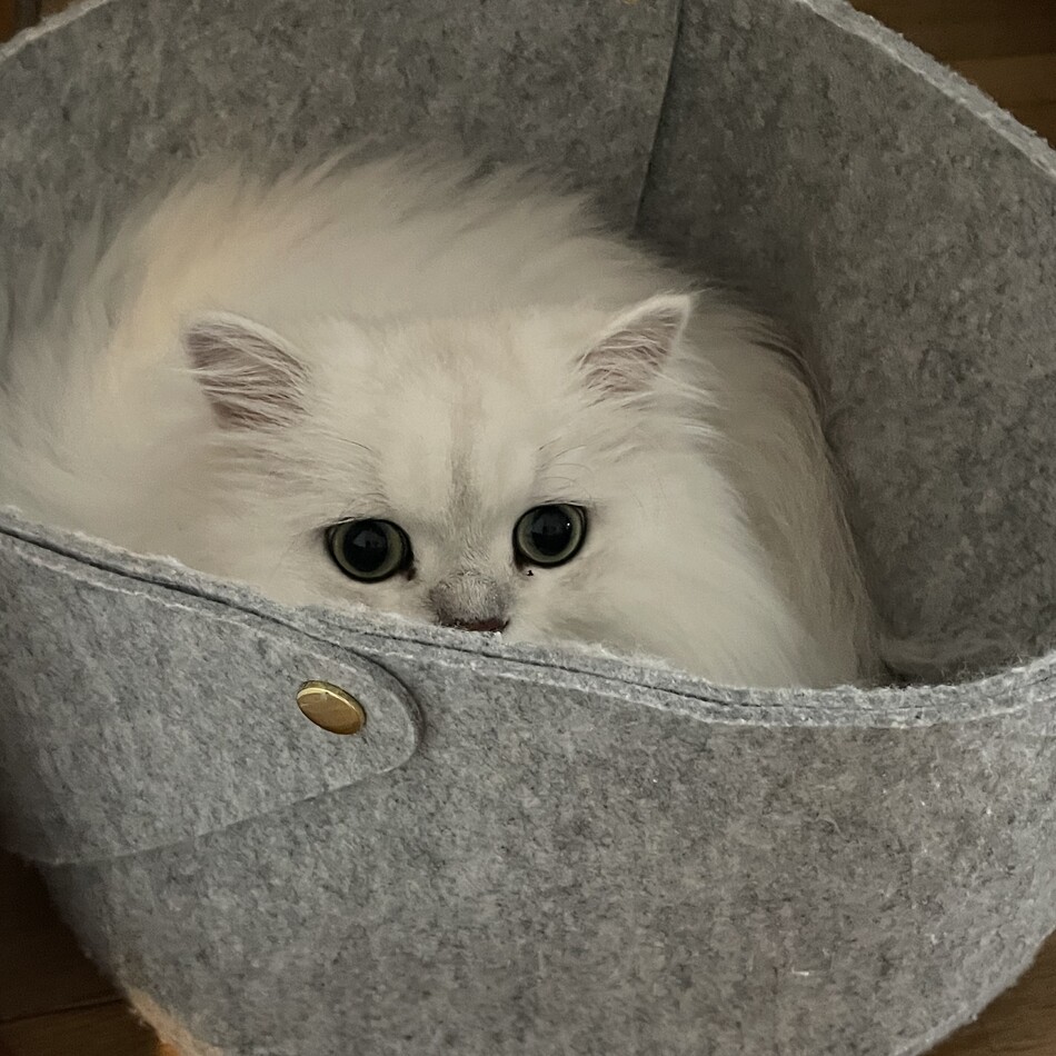 ノエルのカバー写真