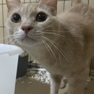 ベタ慣れすぎるくらいの茶トラちゃん！