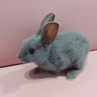 人馴れ抜群！グレーの仔ウサギちゃん