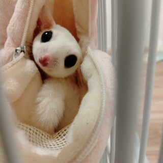 フクロモモンガメス2匹 リューシ一匹&ノーマル一匹