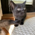 急募！子猫２ヶ月