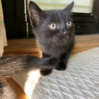 急募！子猫２ヶ月