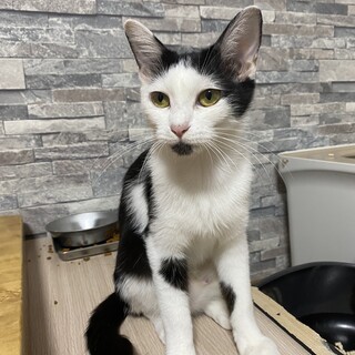 約1歳すぎのメス猫ちゃん
