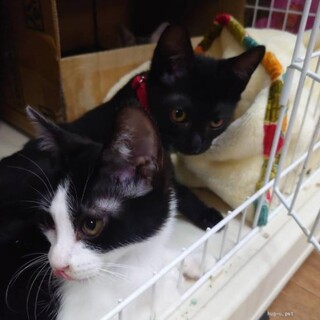 人馴れ抜群！キキちゃん&ジジちゃん！ペアで