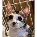 おめめぱっちり子猫☆かきちゃん☆