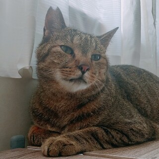 撫でるとゴロゴロ❤キジ猫の「レオ」❤７歳・男の子