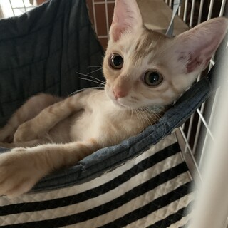 〈トライアル決定〉【クッキー】ちゃん