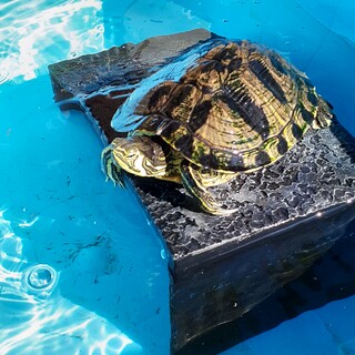 イエローベリータートルの里親さんが決まりました！