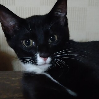 わんぱくのハチワレ　ハルくん