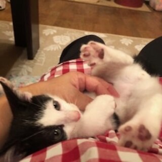 性格もルックスもイケニャン仔猫のワタル！