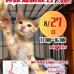 神戸【譲渡会】猫まみれ with FuRaRi 第22回