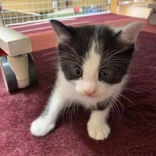 白黒ハチワレちゃん(生後3ヶ月)