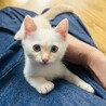 やんちゃ子猫【こころ君♂】甘えんぼ♡ サムネイル2