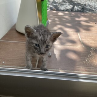 大雨の日に助けを求めてきた子猫