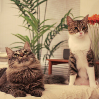 【お見合い随時】超仲良し！甘えん坊とツンデレ姉妹