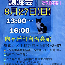 保護猫の譲渡会
