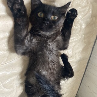 とっても甘えん坊！柔らかくてふわふわ長毛ベルリオ君