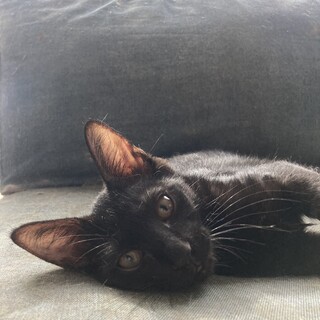 抜群に性格良く、超甘えん坊！呂色(ロイロ)君