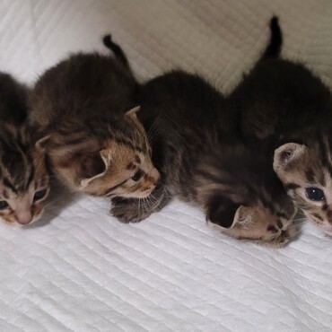 幸せのおしくらまんじゅう♡