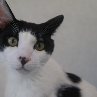 あさひちゃん　推定8か月