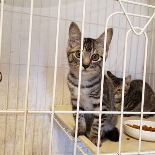 白血病プラスだけど可愛い　あさ　3ヶ月